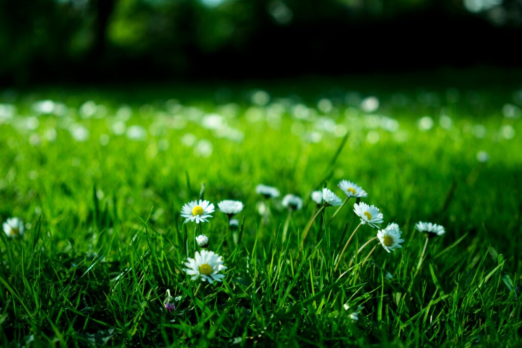 Close-up view of daisies blooming in a lush green meadow under bright daylight.